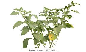 Attēlu rezultāti vaicājumam “Solanum nigrum leaf”