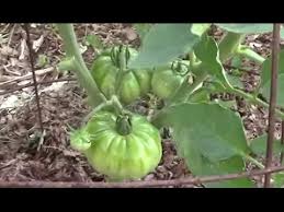 Afbeeldingsresultaat voor 1884 purple tomato