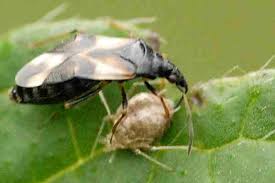 Attēlu rezultāti vaicājumam “Anthocoris nemorum”