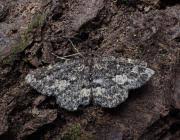 Attēlu rezultāti vaicājumam “Parascotia fuliginaria”