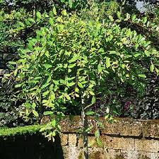 Attēlu rezultāti vaicājumam “Salix caprea leaf”