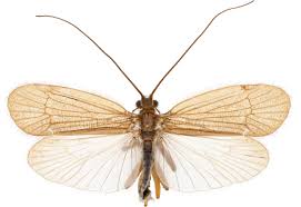 Attēlu rezultāti vaicājumam “Chaetopteryx villosa”