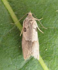 Attēlu rezultāti vaicājumam “Eana incanana”