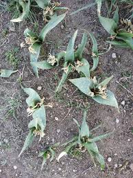 Attēlu rezultāti vaicājumam “Colchicum szovitsii subsp. szovitsii”