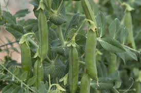 Attēlu rezultāti vaicājumam “Pisum sativum fruit”