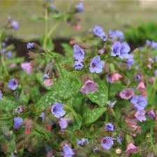 Attēlu rezultāti vaicājumam “Pulmonaria angustifolia leaf”