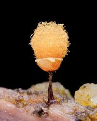 Attēlu rezultāti vaicājumam “Hemitrichia calyculata stalked”