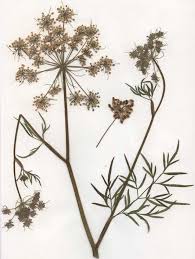 Attēlu rezultāti vaicājumam “Peucedanum palustre leaf”