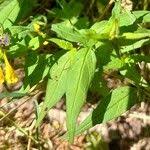Attēlu rezultāti vaicājumam “Melampyrum nemorosum leaf”