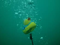 Image result for Aylesbury Ducks Sub Aqua Club