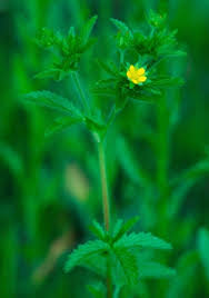 Attēlu rezultāti vaicājumam “Potentilla norvegica flower”