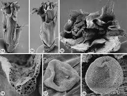 Attēlu rezultāti vaicājumam “Dicranella heteromalla sporophyte”