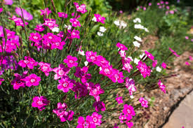 Attēlu rezultāti vaicājumam “Dianthus deltoides flower”
