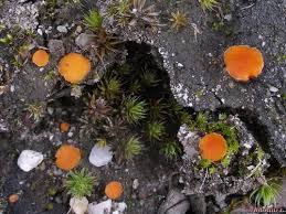 Attēlu rezultāti vaicājumam “Octospora humosa”