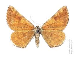 Attēlu rezultāti vaicājumam “Bupalus piniaria”