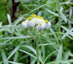 Attēlu rezultāti vaicājumam “Anaphalis margaritacea flower”