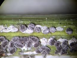 Attēlu rezultāti vaicājumam “Diderma subincarnatum plasmodium”