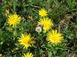 Image result for Inula hirta