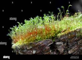 Attēlu rezultāti vaicājumam “Ceratodon purpureus”