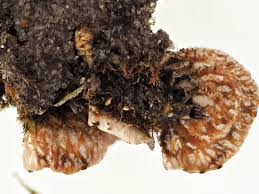 Attēlu rezultāti vaicājumam “Peltigera extenuata”