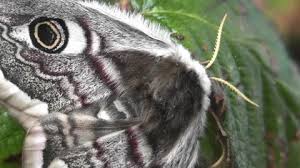 Attēlu rezultāti vaicājumam “Saturnia pavonia female”