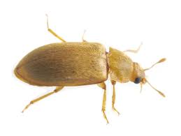 Attēlu rezultāti vaicājumam “Byturus ochraceus”