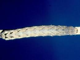 Attēlu rezultāti vaicājumam “Noctua fimbriata imago”