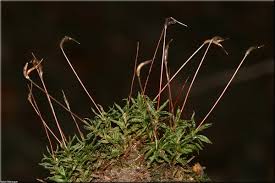 Attēlu rezultāti vaicājumam “Atrichum undulatum sporophyte”