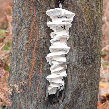 Attēlu rezultāti vaicājumam “Sarcodontia crocea”