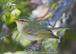 Image result for Phylloscopus borealis