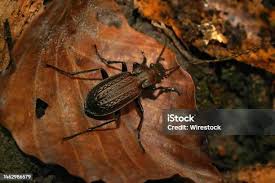 Attēlu rezultāti vaicājumam “Carabus granulatus”