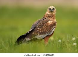 Attēlu rezultāti vaicājumam “Circus aeruginosus”