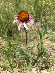 Image result for Echinacea angustifolia