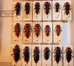 Attēlu rezultāti vaicājumam “Rhamnusium bicolor”