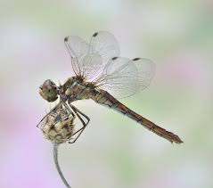 Attēlu rezultāti vaicājumam “Sympetrum vulgatum female”