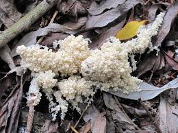 Attēlu rezultāti vaicājumam “Didymiaceae”