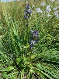 Attēlu rezultāti vaicājumam “Swertia perennis”