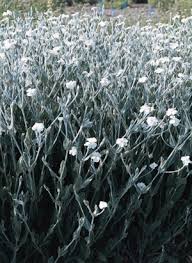 Image result for Lychnis coronaria alba