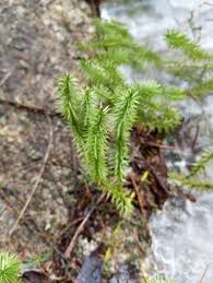 Attēlu rezultāti vaicājumam “Lycopodium annotinum”
