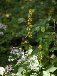 Attēlu rezultāti vaicājumam “Lycogala persicum young”