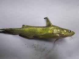 Image result for Argyrosomus japonicus