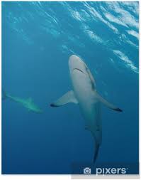 Image result for Carcharhinus falciformis