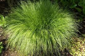 Attēlu rezultāti vaicājumam “Carex remota”