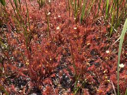Attēlu rezultāti vaicājumam “Drosera x obovata leaf”