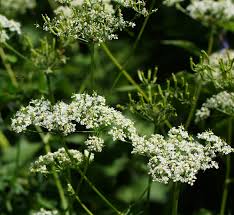 Attēlu rezultāti vaicājumam “Chaerophyllum aromaticum”