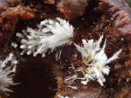 Attēlu rezultāti vaicājumam “Penicillium vulpinum”