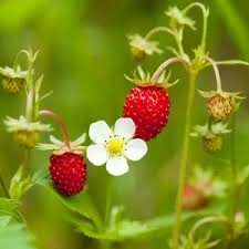 Attēlu rezultāti vaicājumam “Fragaria vesca fruit”