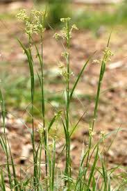 Attēlu rezultāti vaicājumam “Luzula luzuloides fruit”