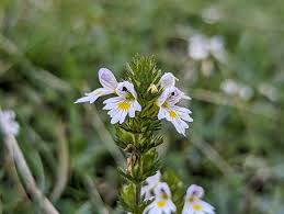 Attēlu rezultāti vaicājumam “Euphrasia”