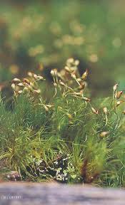 Attēlu rezultāti vaicājumam “Paraleucobryum longifolium”